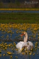 080_Biebrza - kwiecien 2011